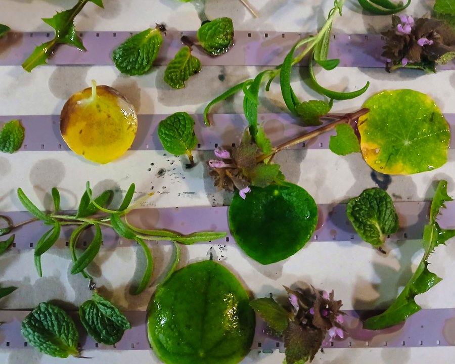 Phytograms image