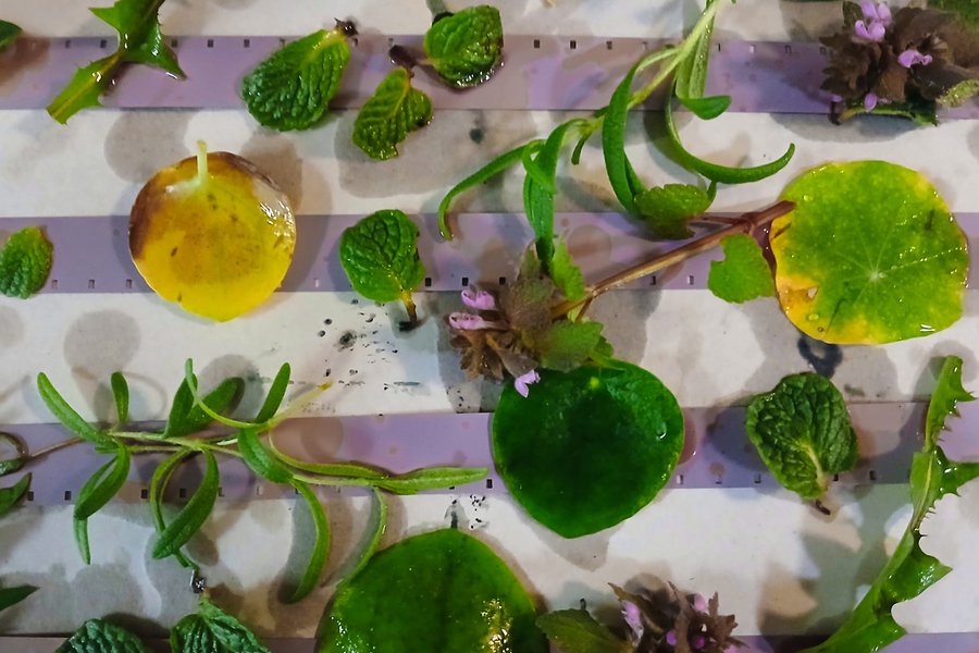Phytograms image