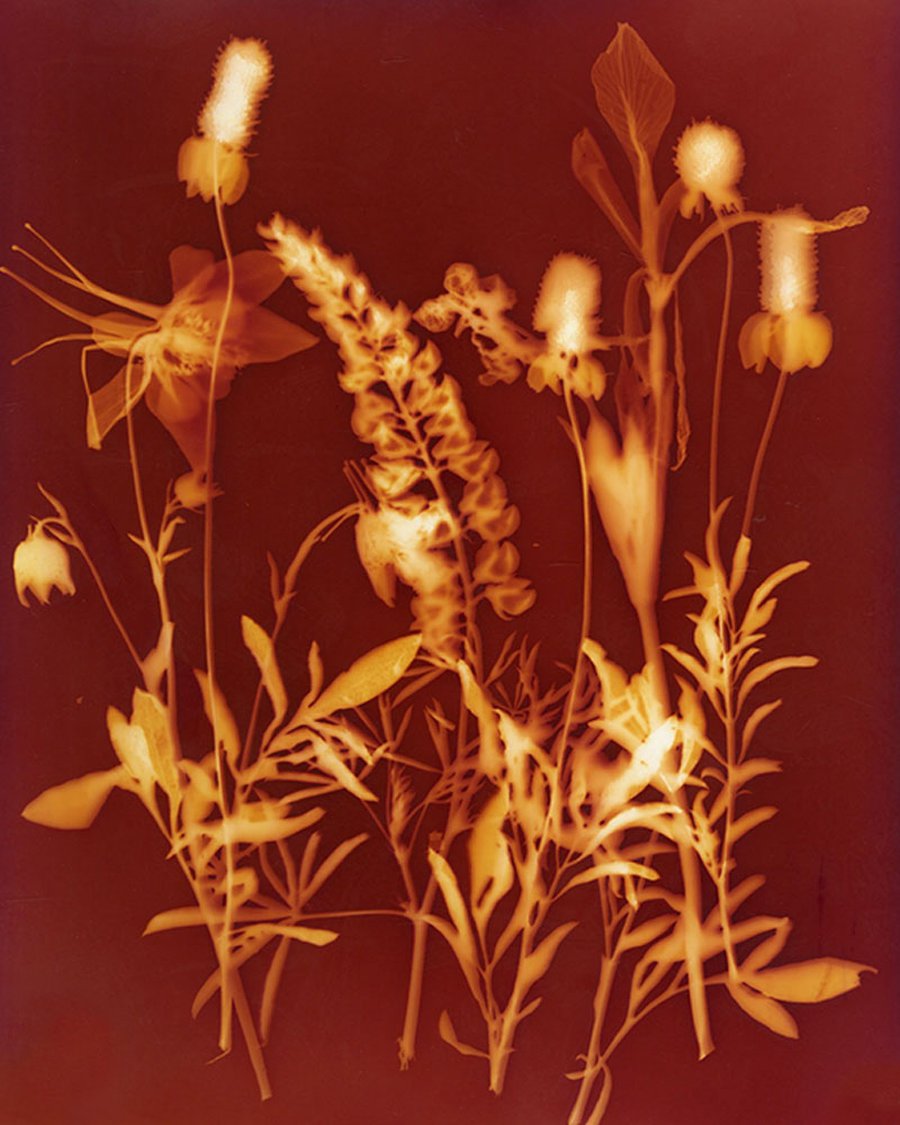 Plant Potions: Plant-based Photo Intensive image
