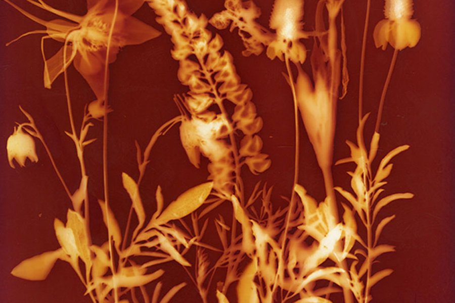 Plant Potions: Plant-based Photo Intensive image