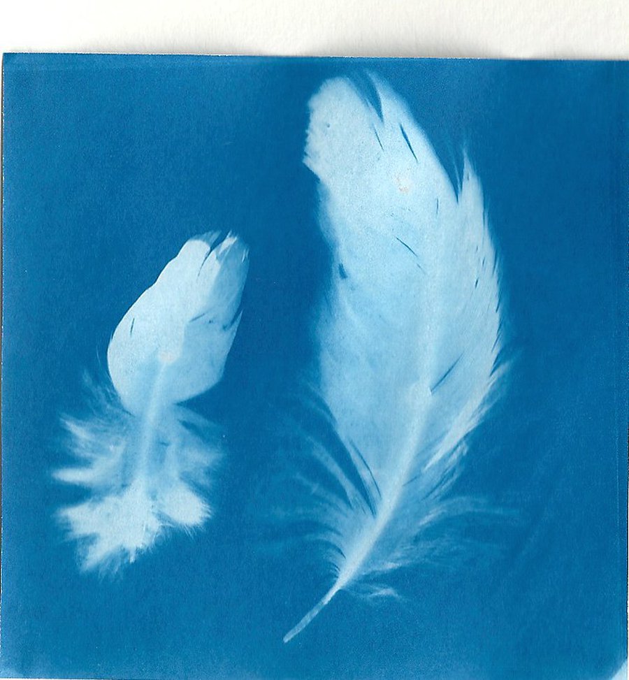 Cyanotypes - One Day Workshop: Online image