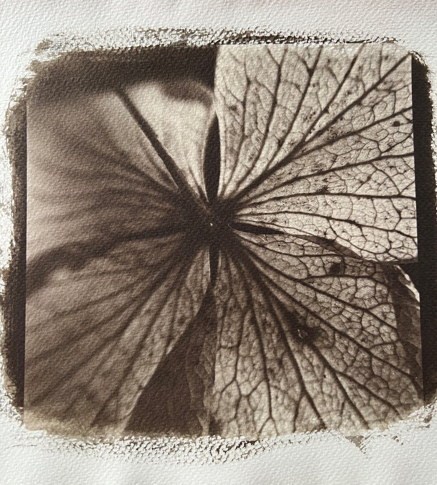 Alternative Process: Kallitype image