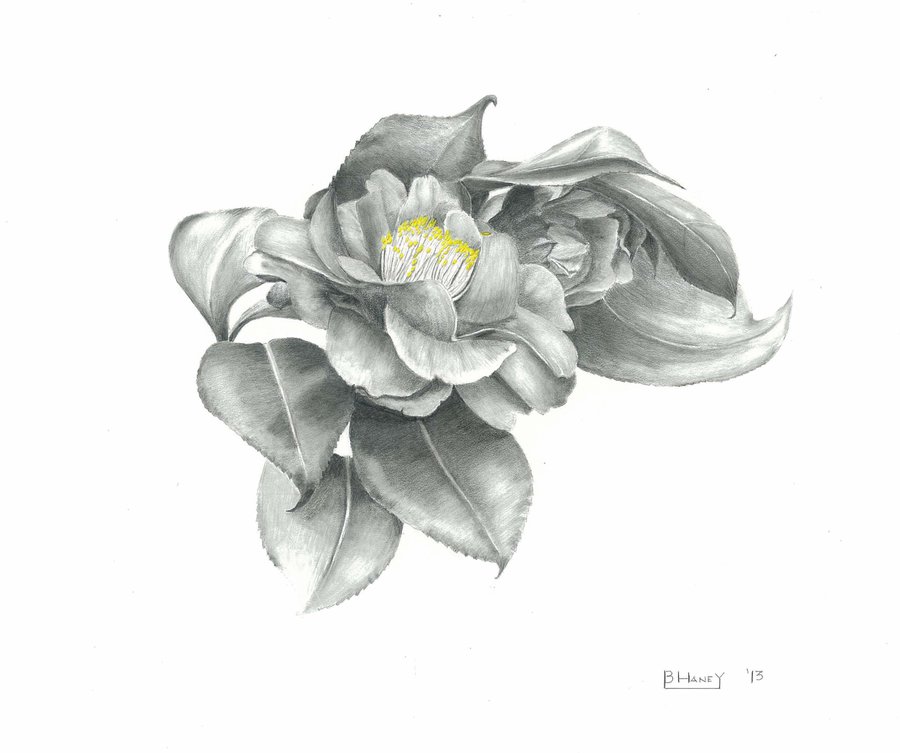Botanical Drawing I: Online image