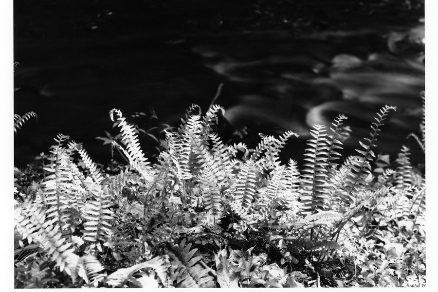 Black and White Printing in the Darkroom (2-day) image