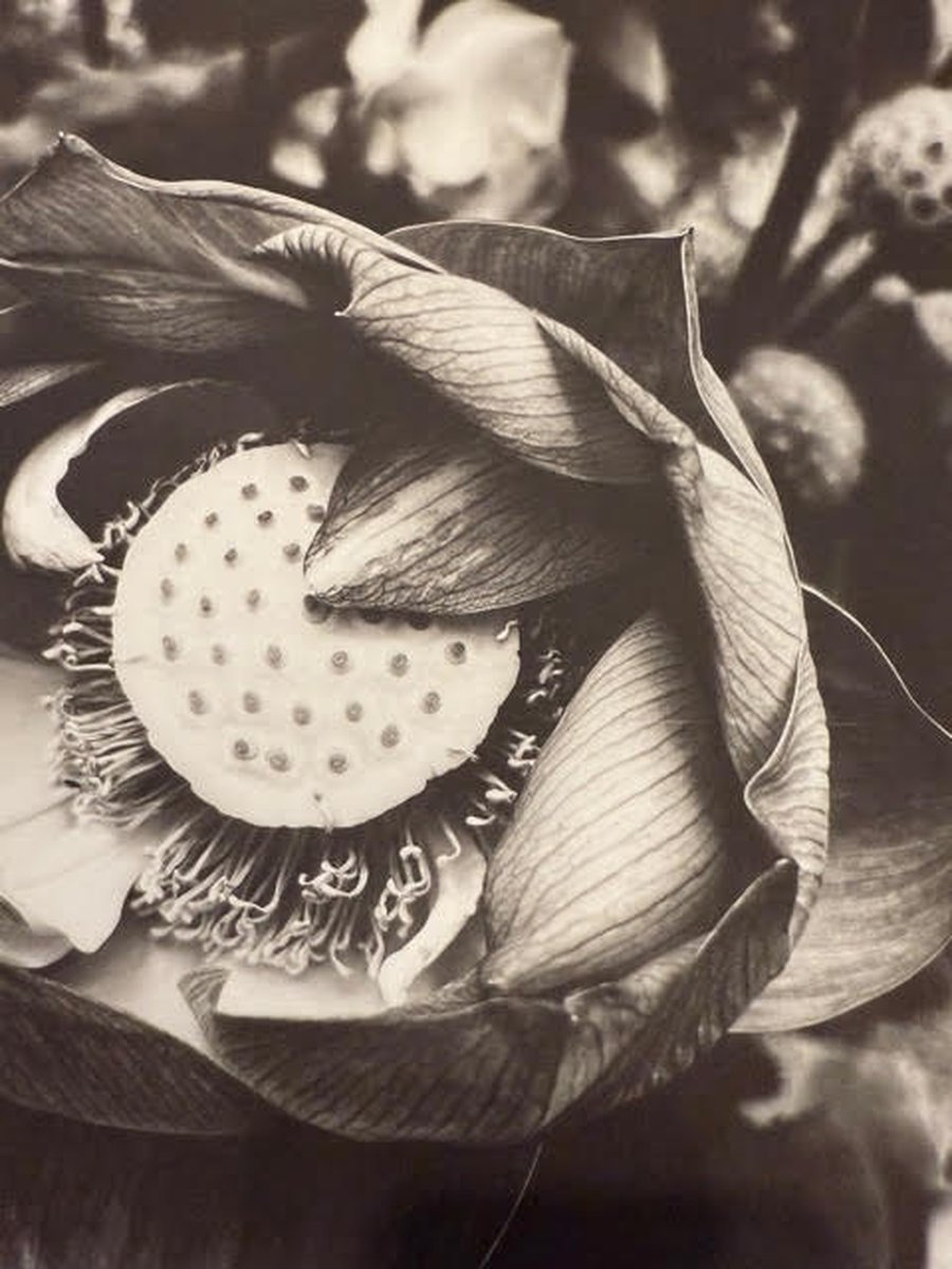 Alternative Process: Kallitype image