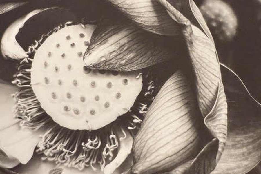 Alternative Process: Kallitype image