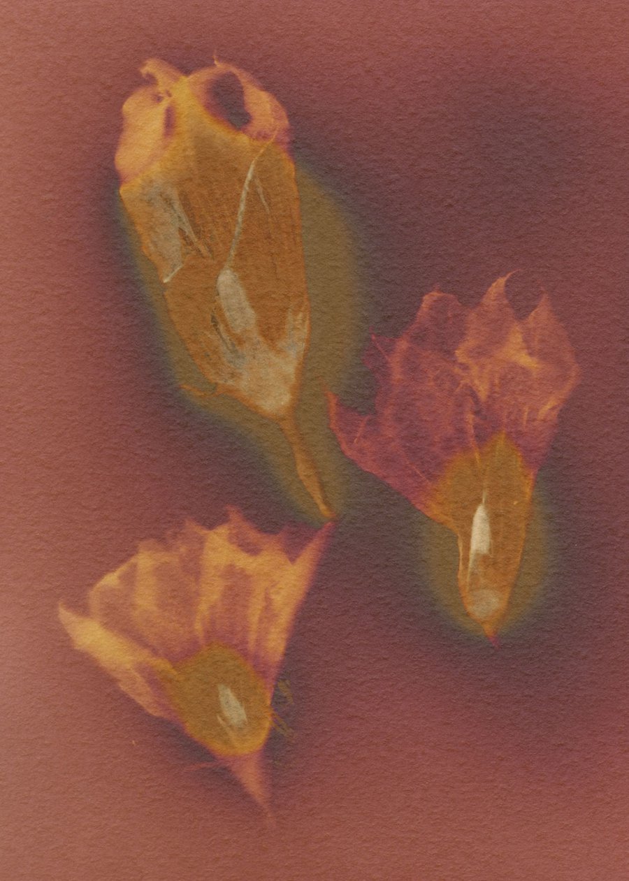 Lumen Printing & Phytograms in the Garden image