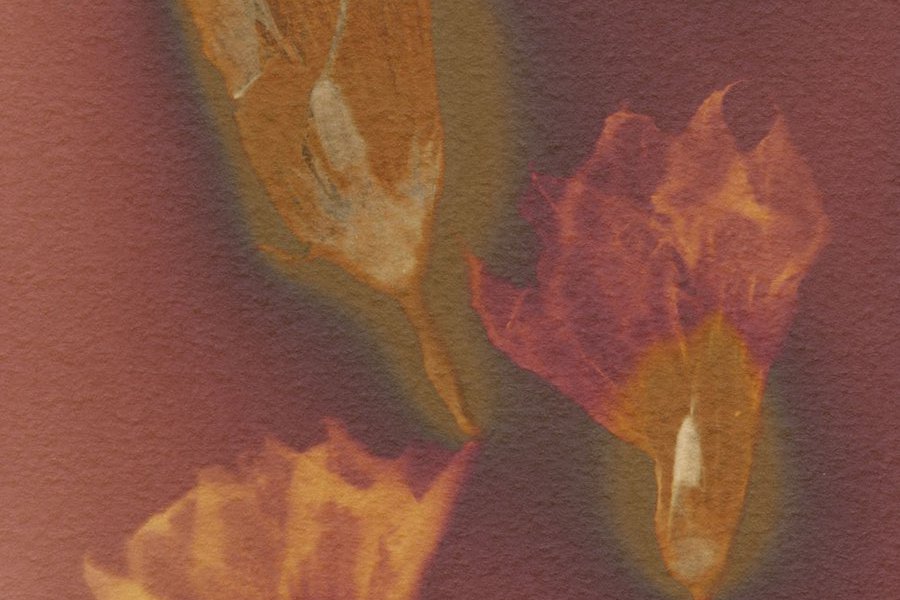 Lumen Printing & Phytograms in the Garden image