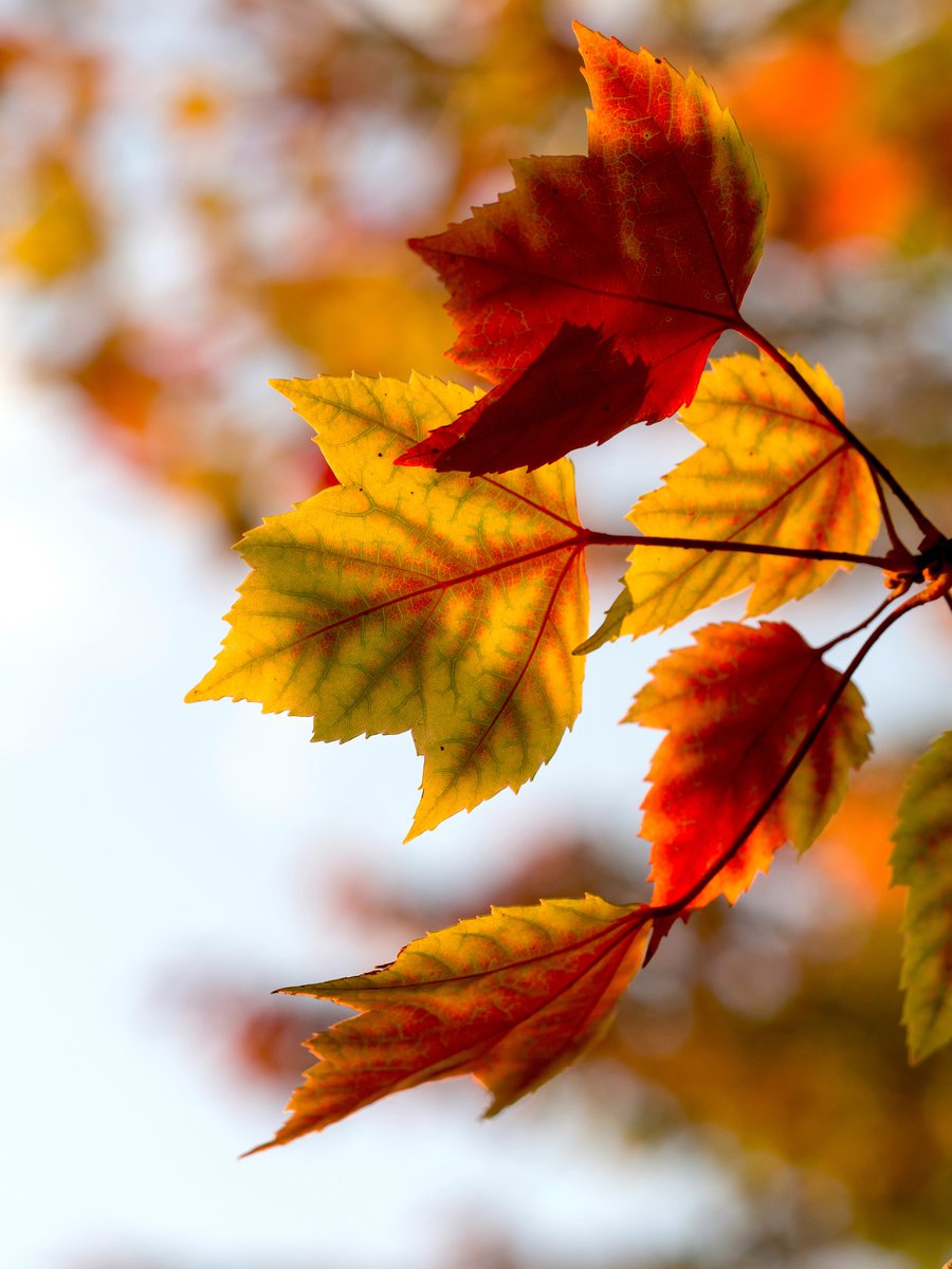 Essentials for Better Images image