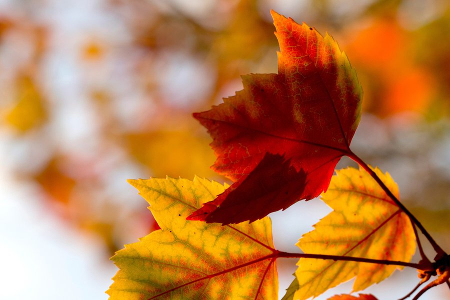 Essentials for Better Images image