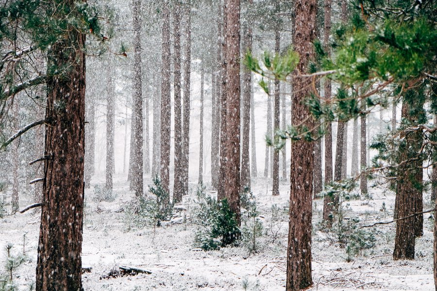 VIVA! Photographing Winter Landscapes: Online image