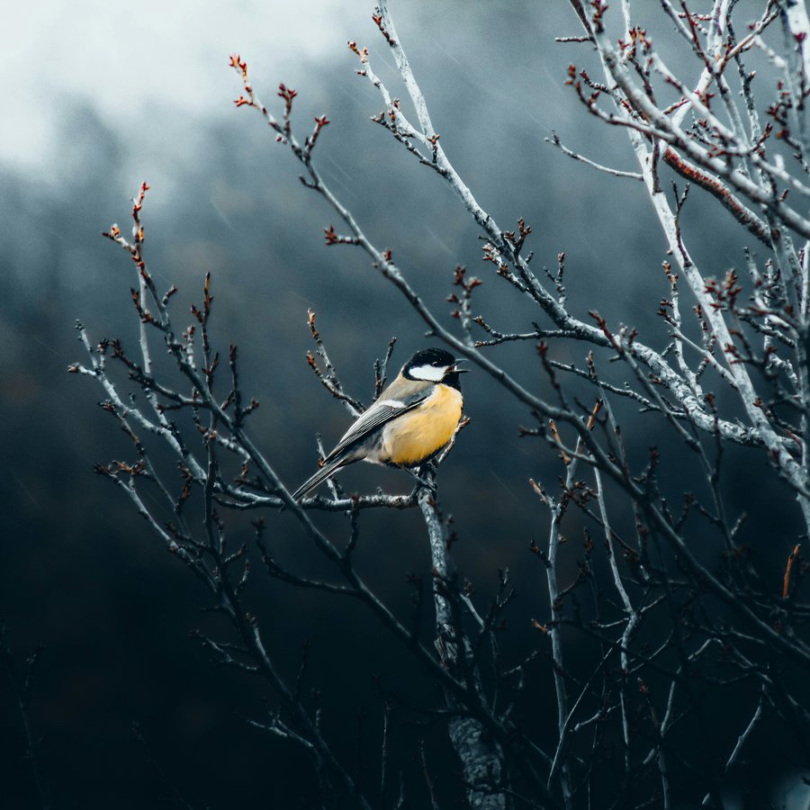 Essentials for Better Images image