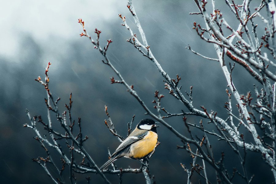 Essentials for Better Images image