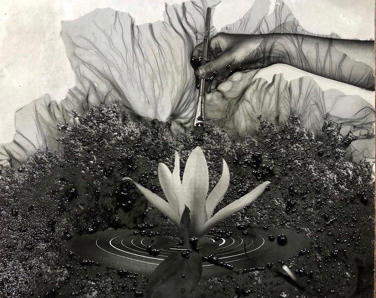 Metamorphosis The Flower City Arts Center